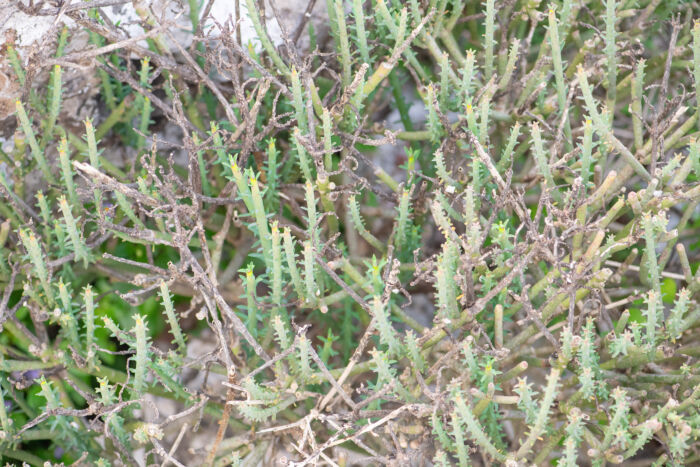 Euphorbia schimperi