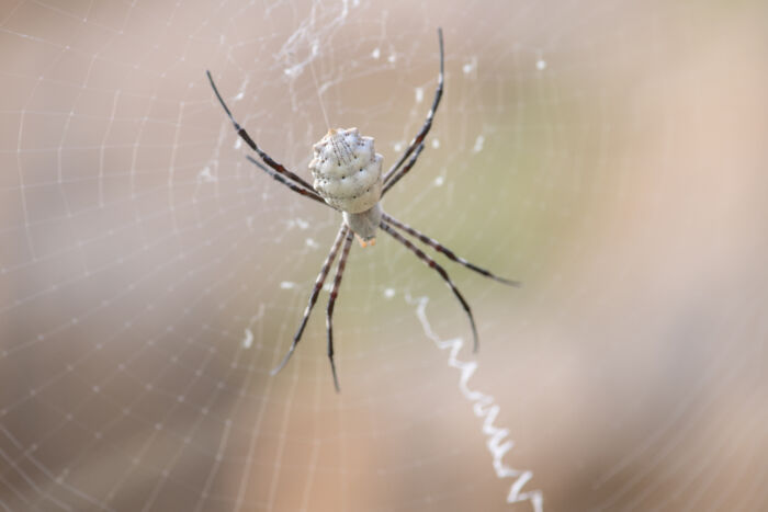 Argiope sector