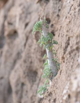 Socotra Cucumber Tree (Dendrosicyos socotranus)