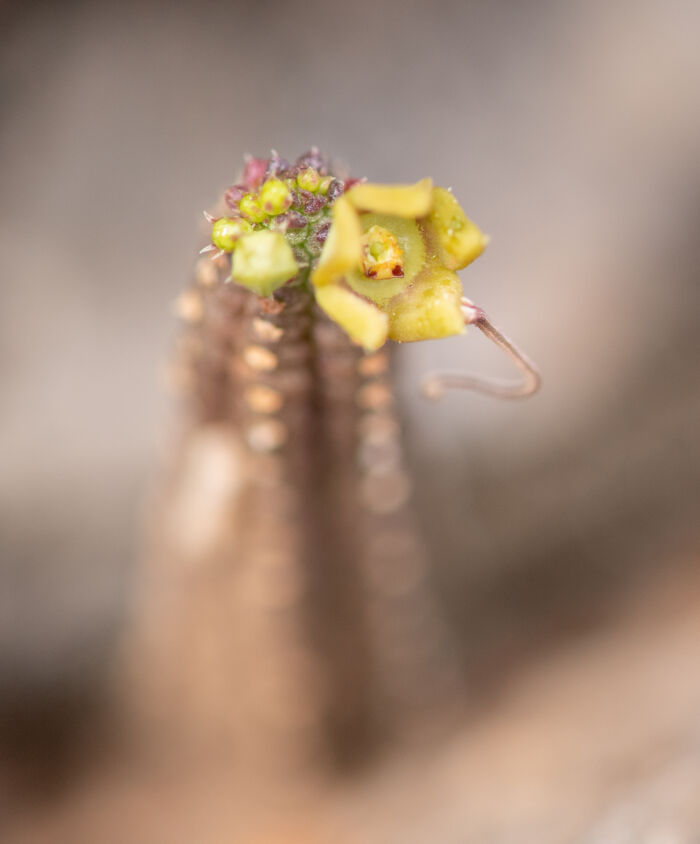 Echidnopsis socotrana