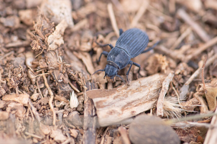 Socotra beetle…</p><hr class=