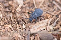 Socotra beetle (Tenebrionidae)