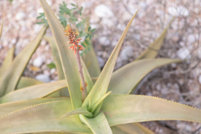 Perry's Aloe (Aloe perryi)