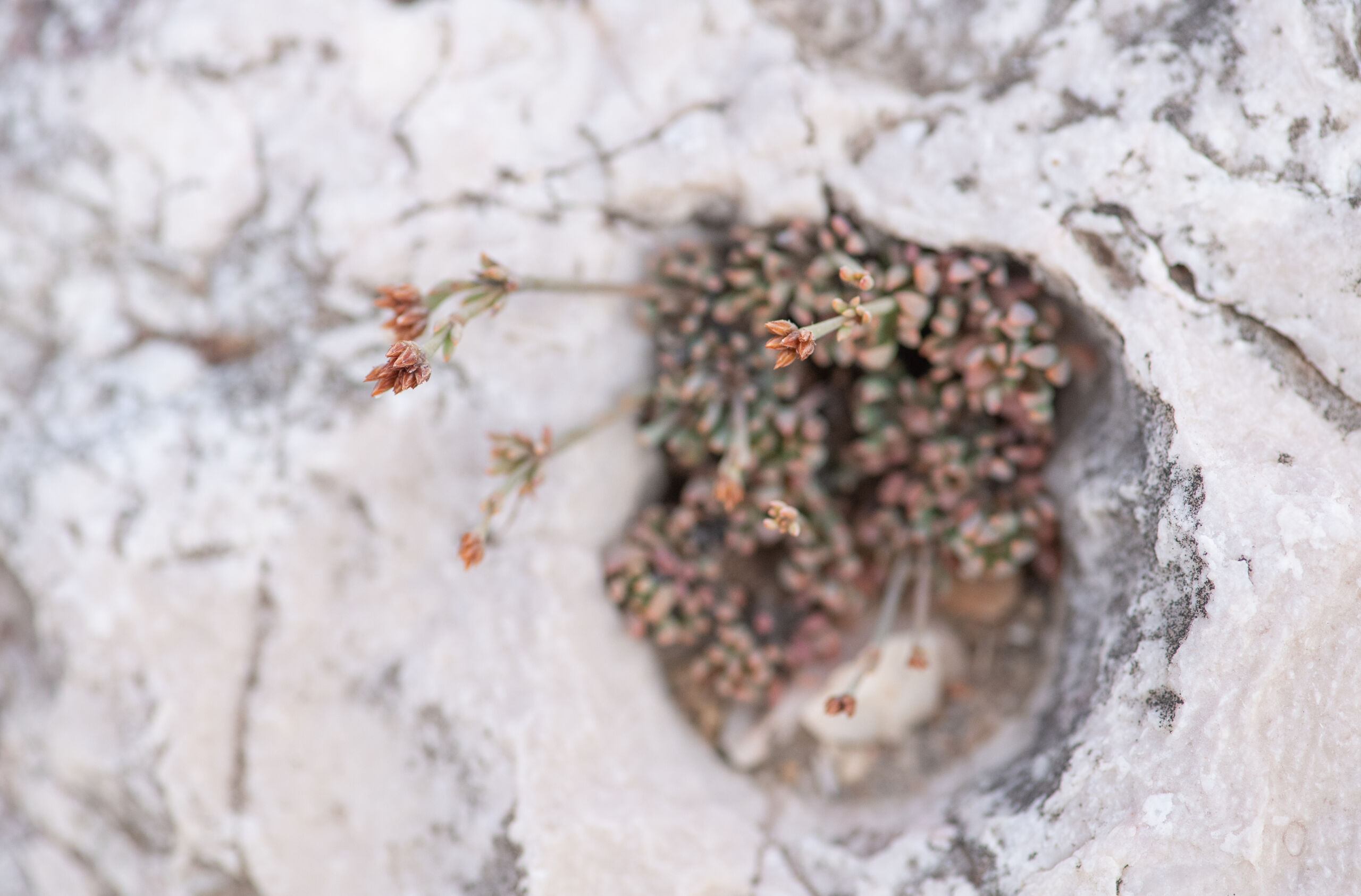 Socotra plant (unknown)