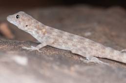 Blanford's Rock (Gecko Pristurus insignis)