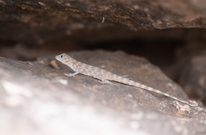 Blanford's Rock (Gecko…</p><hr class=