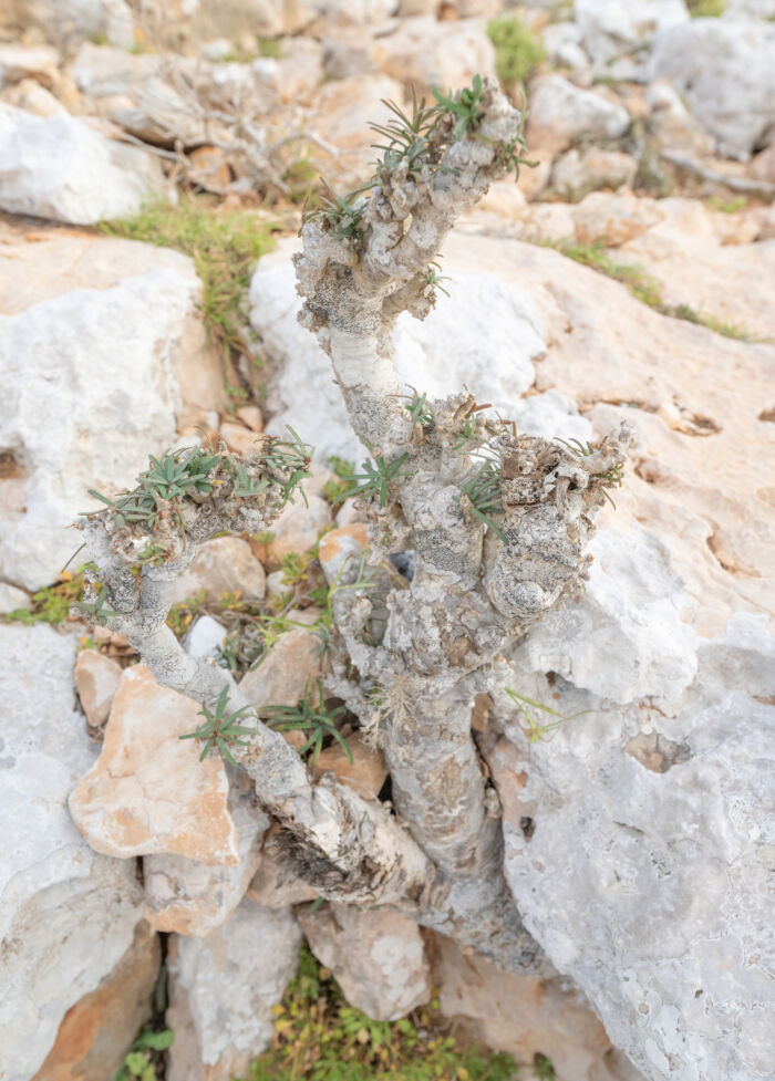Euphorbia marie-cladieae