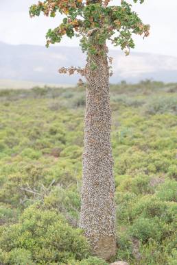 Socotra Cucumber Tree (Dendrosicyos socotranus) with bark snails