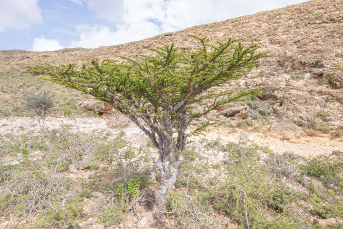 Commiphora planifrons