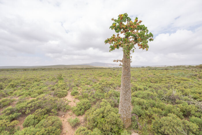 Socotra Cucumber Tree (Dendrosicyos socotranus) with bark snails
